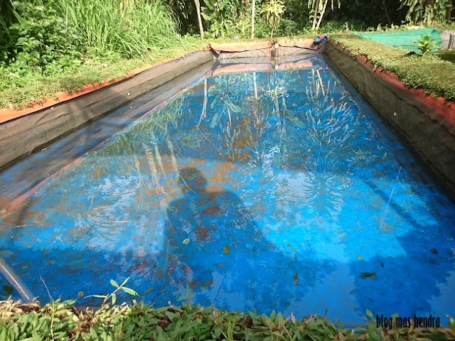 Kolam Ikan Yang Berukuran Besar - Blog Mas Hendra