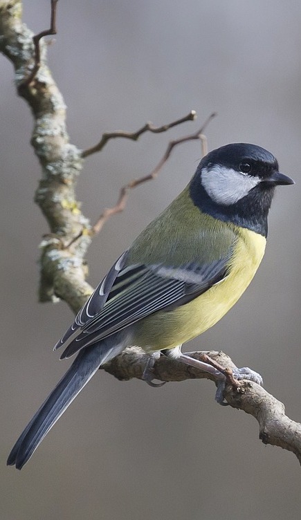 Picture of a blue tit bird.