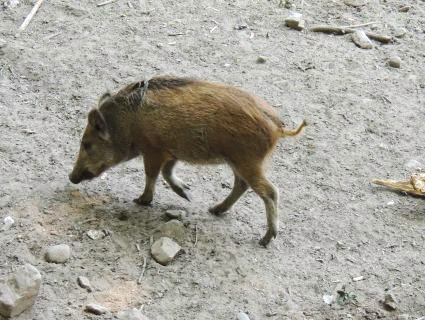 Wildschwein