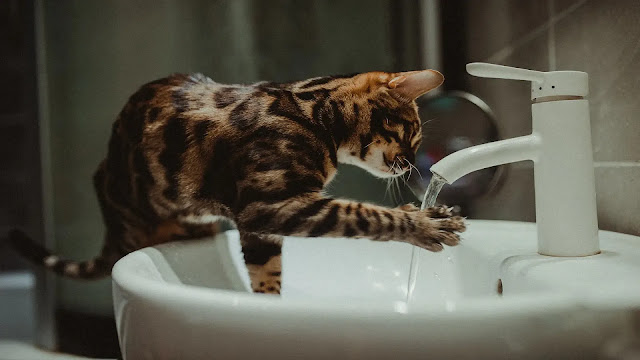 Cat Scared of Water