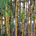 Daun bambu obat asam urat