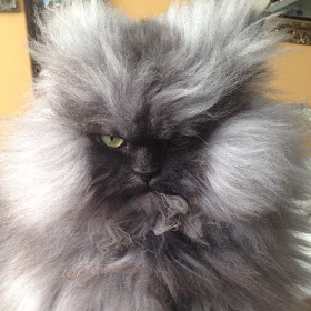 gambar Colonel Meow 03