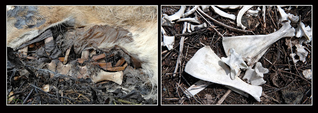 Nova Scotia; Deer; Death; Decay; Bones