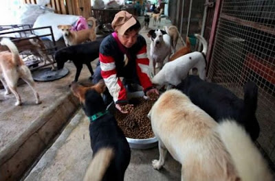 Chinese Woman Adopts 1500 Dogs, 200 Cats Seen On  www.coolpicturegallery.us