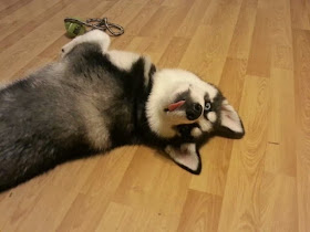 Cute dogs - part 9 (50 pics), husky puppy being cute