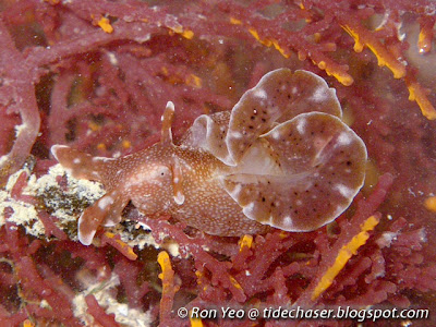 Red Sea Hare