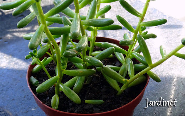 Sedum rubrotinctum