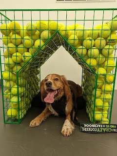 A green wire framed box filled with bright yellow tennis balls, at the bottom is a dog kennel shaped area cut out with Eko the Golden Cocker Spaniel laying inside looking at the camera