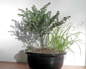 Alpine Bush Mint Bonsai ; Prostanthera Cuneata Bonsai