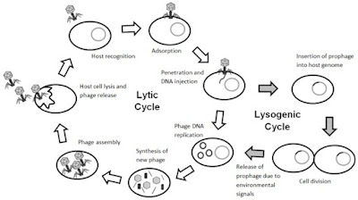 Lysogenic-lifecycle