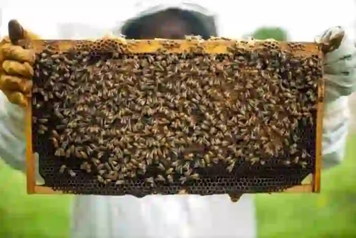Kannur: Honey bee farmers under crisis, Kannur, News, Crisis, Farmers, Agriculture, Climate, Chengalayi Panjayath, Srikandapuram, Kerala
