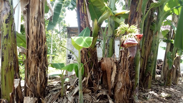 Tumbuhan Pohon Pisang Yang Terbilang Aneh