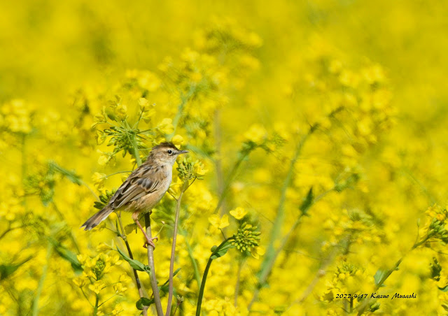 宮城の野鳥