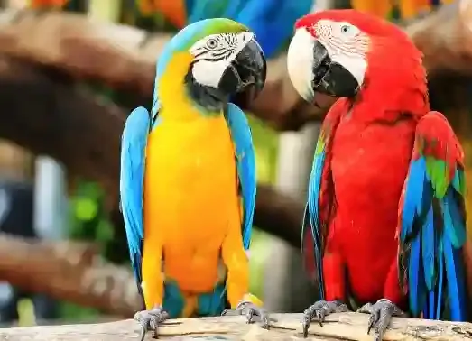 محل العندليب المغرد - أبها