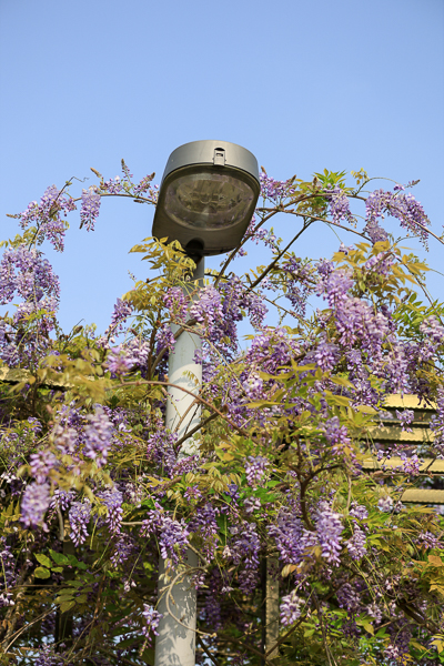 嘉義瑞里紫藤花季茶壺民宿餐廳，茶壺外的紫色風暴，免費參觀