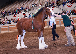 Clydesdale, Clydesdale Hitch, Clydesdale Mares, Clydesdale Breeders, CBUSA, Clydesdale for Sale, Clydesdale Stallion