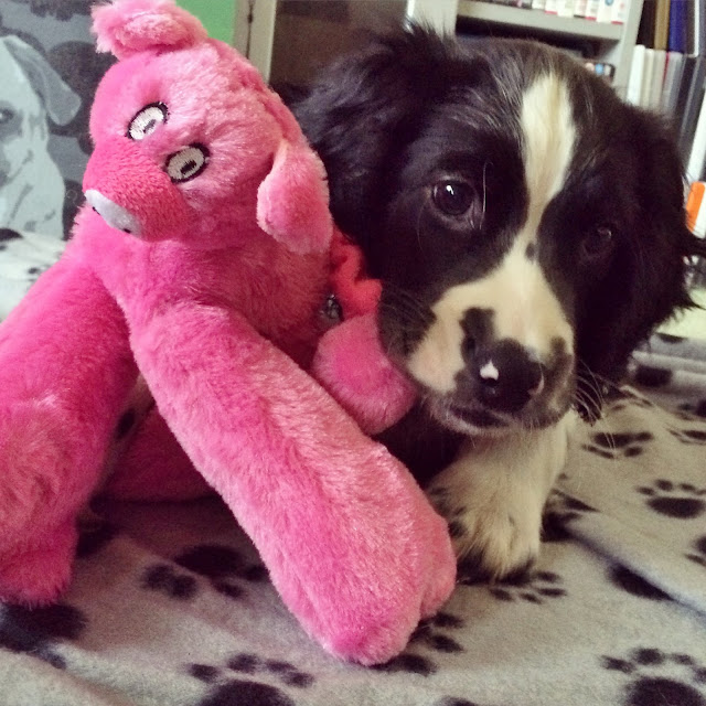 Ollie with the pig toy from Pawsome Box November