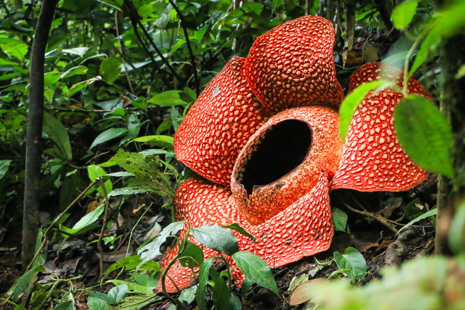 Jejak Petualang Rafflesia  Arnoldi  Siti Arfidah