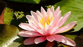 lotus-flower-wallpapers-for-desktop-laptop