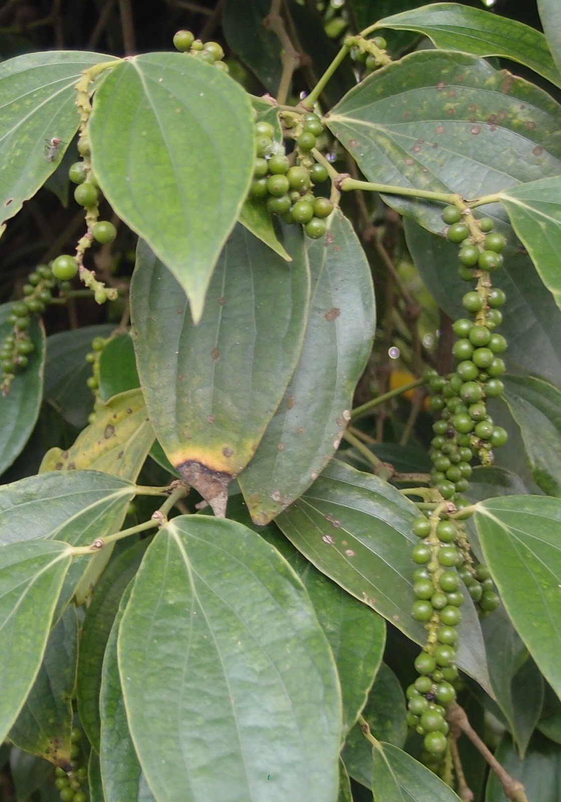 LI NA HERBS: LADA HITAM / BLACK PEPPER