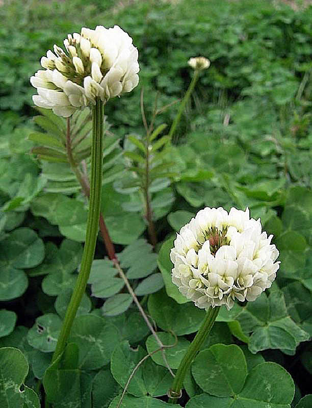 Trifolium repens L. 'White clover'