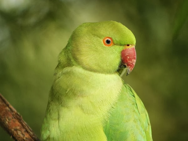 Green Parrot Wallpapers HD