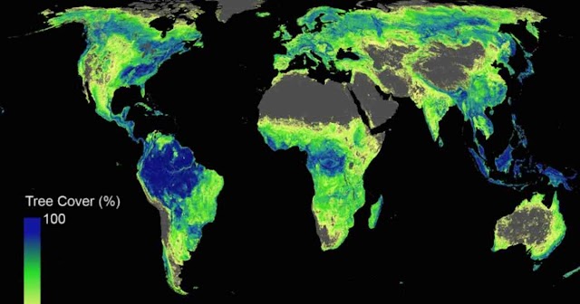 Reforestación en seis países podría detener el cambio climático