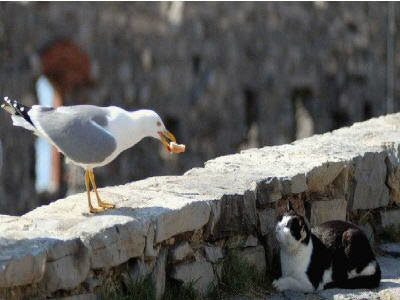 picture of a bird and cat