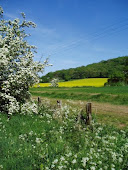 Field of gold