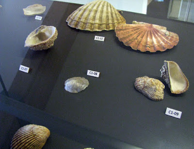 Coleção de conchas expostas no Centro Interpretativo da Afurada