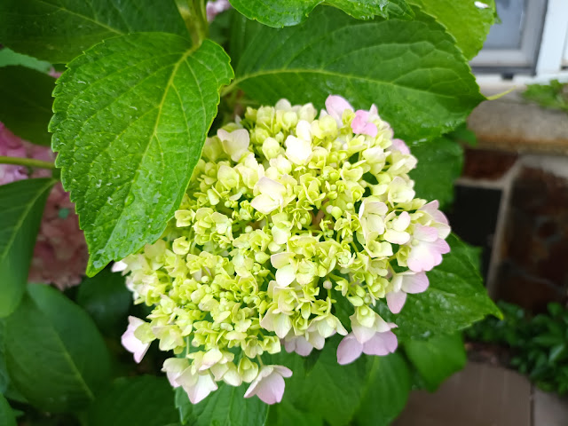 Hortensia (Hydrangea macrophylla (Thunb.) Ser.).