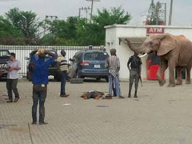 Breaking; Mysterious Elephant Appears In First Bank Lagos – Swallows 125Million (Live)