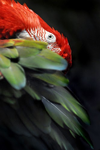 90 Gambar Foto Burung Peliharaan Tercantik dan TerKeren 