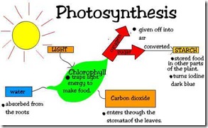 fotosintesis