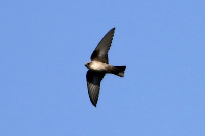 Eurasian Crag-Martin