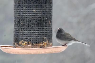 dark-eyed junco at feeder