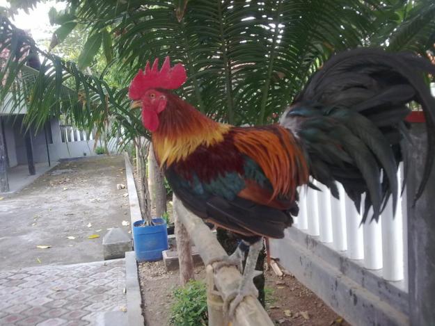 Foto Ayam Ketawa