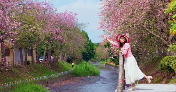 彰化北斗美人樹綿延1.5公里河濱自行車道，河濱公園景觀橋好好拍