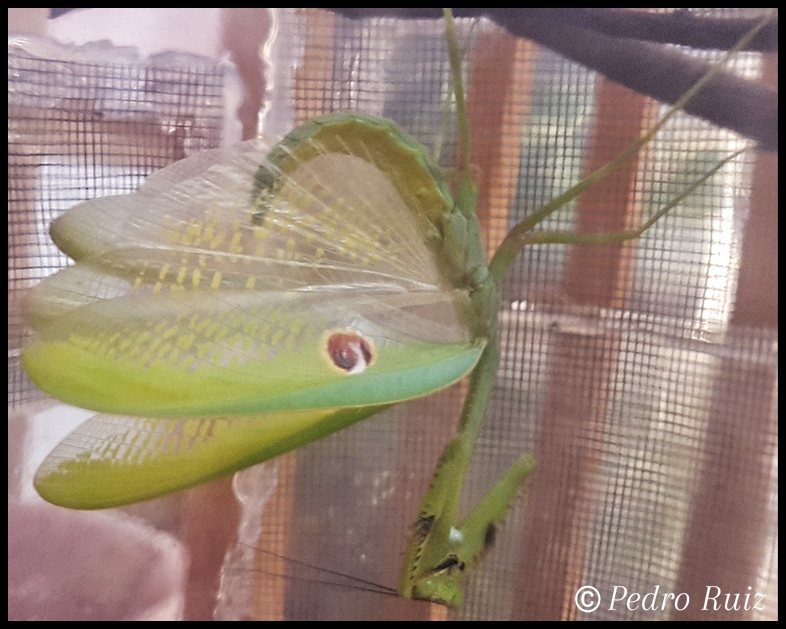 Macho adulto de Stagmatoptera binotata en posición defensiva