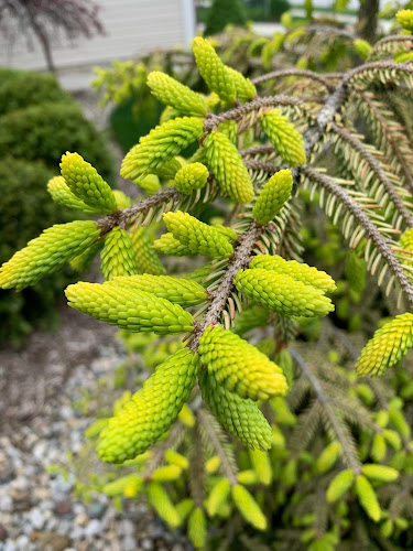 Picea orientalis 'Skylands' oriental spruce new growth