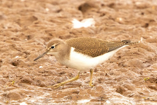 Common sandpiper DFBridgeman