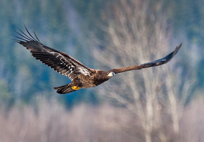 immature golden eagle pictures. Immature Bald Eagle