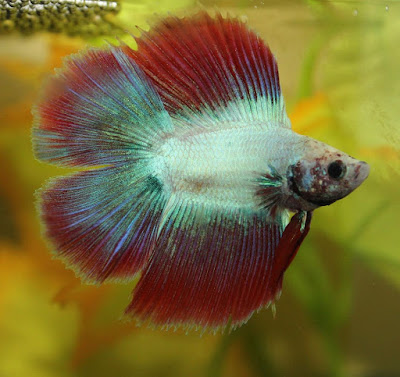 Knowing All Types Of Betta Fish - By Tail, Pattern And Color With Photo And Description