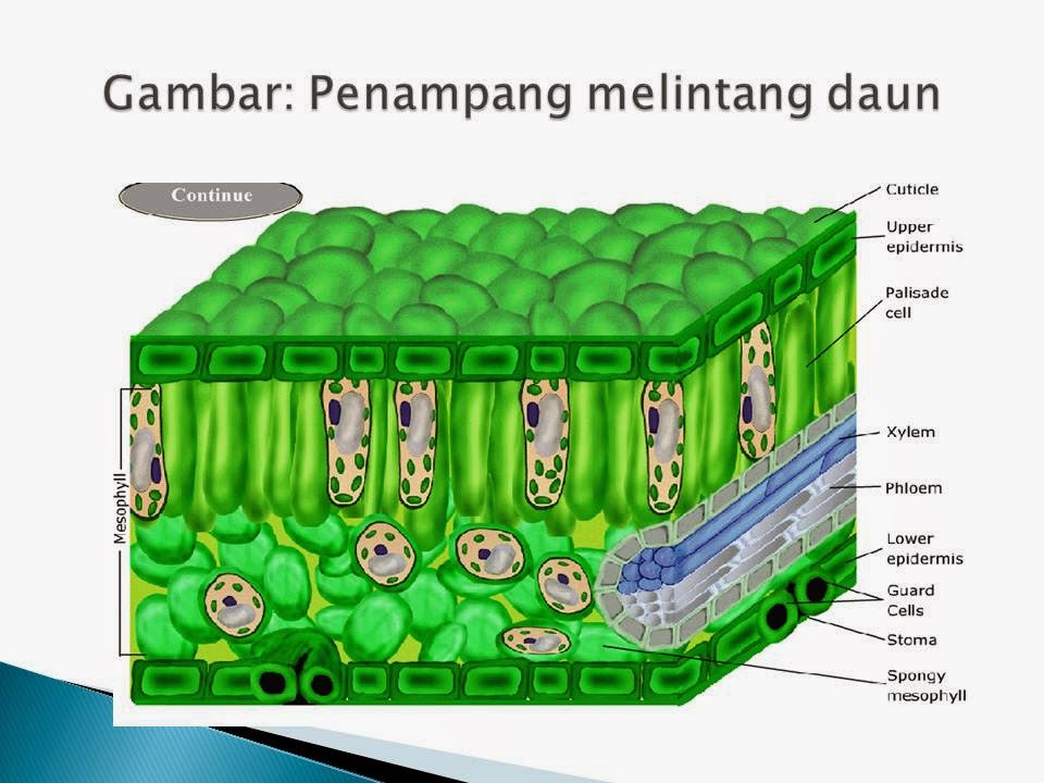 Proses Fotosintesis pada Tumbuhan Hijau KAPSAINS