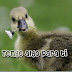 Foto tierna de un pato con flor
