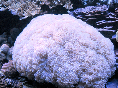 Big pink coral