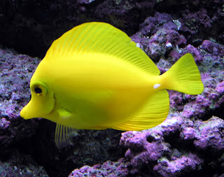 Yellow Tang Fish Wallpaper