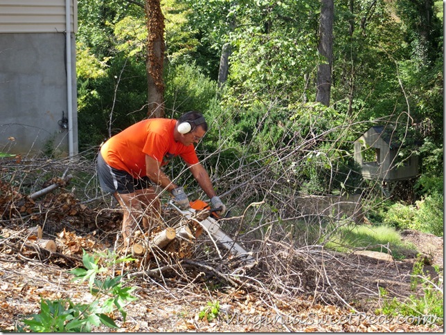 Dead Cherry Tree - Cutting it up