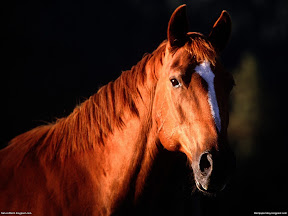 Horses | nature desktop wallpapers Images Photos