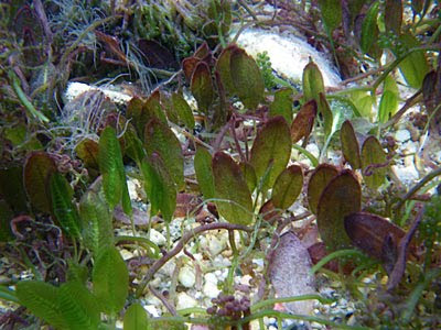 Paddle Weed (Halophila ovalis)